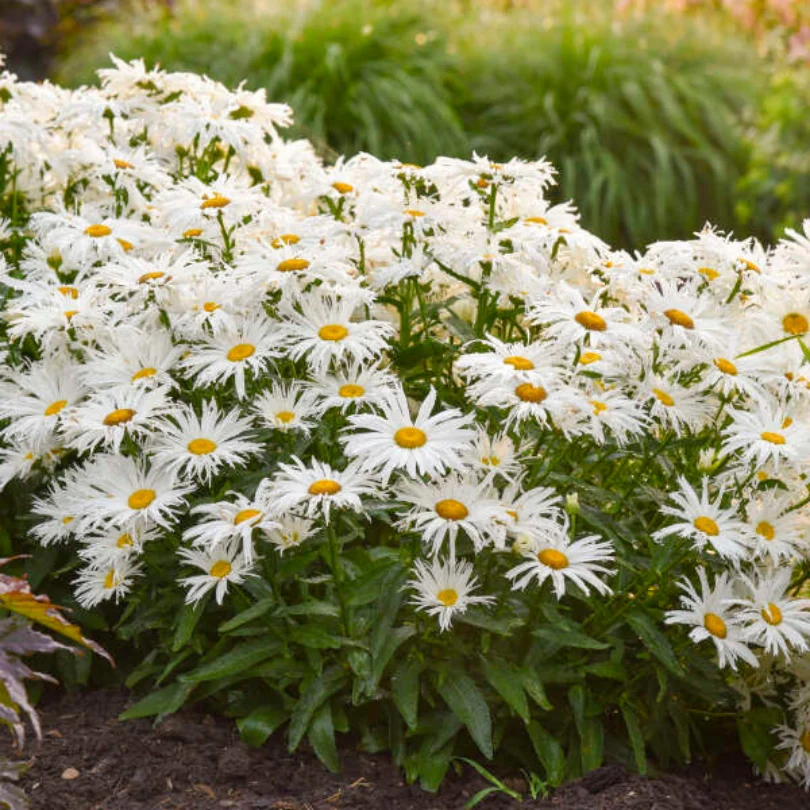 Amazing Daisies® 'Spun Silk' Shasta Daisy - Image 3