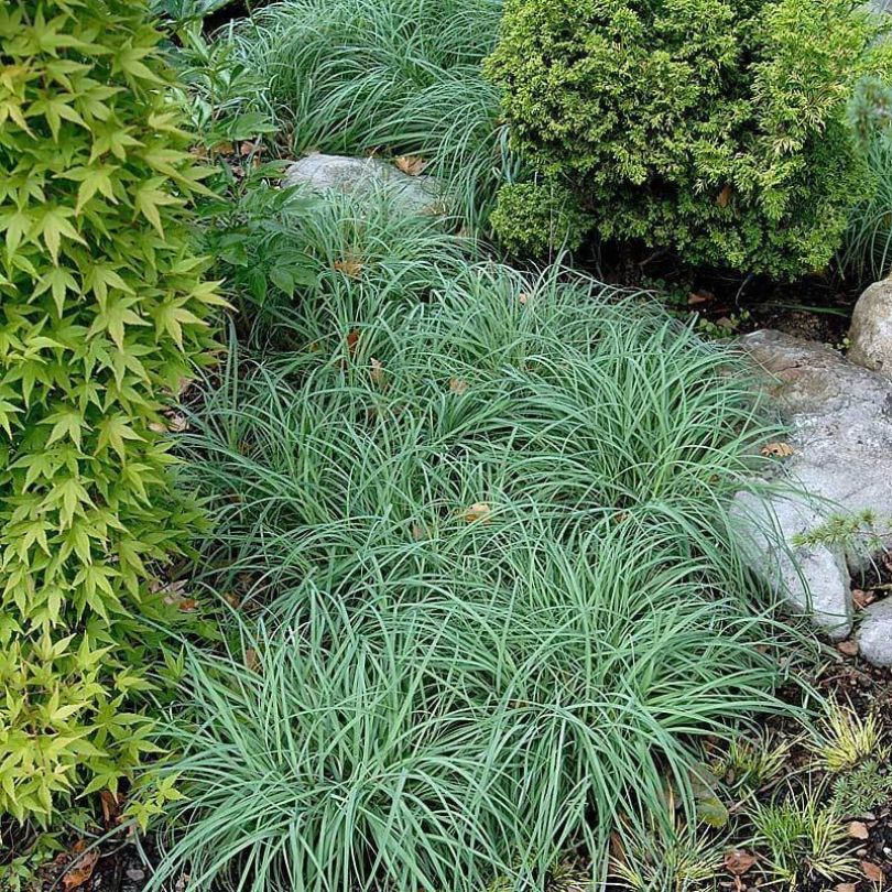 All Companion Plants