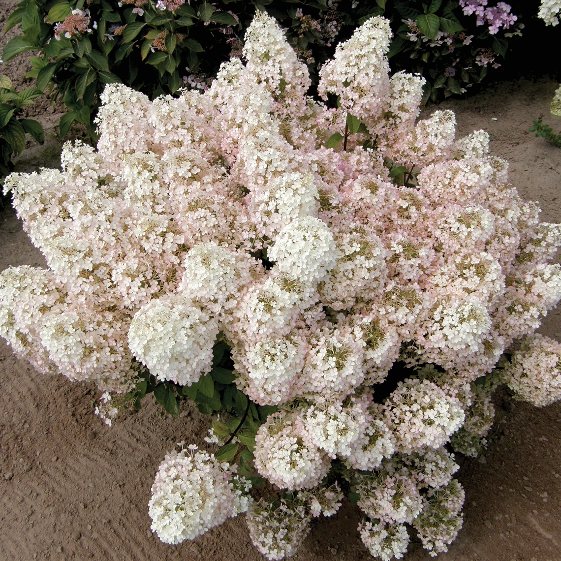 Bobo® Panicle Hydrangea - Image 6