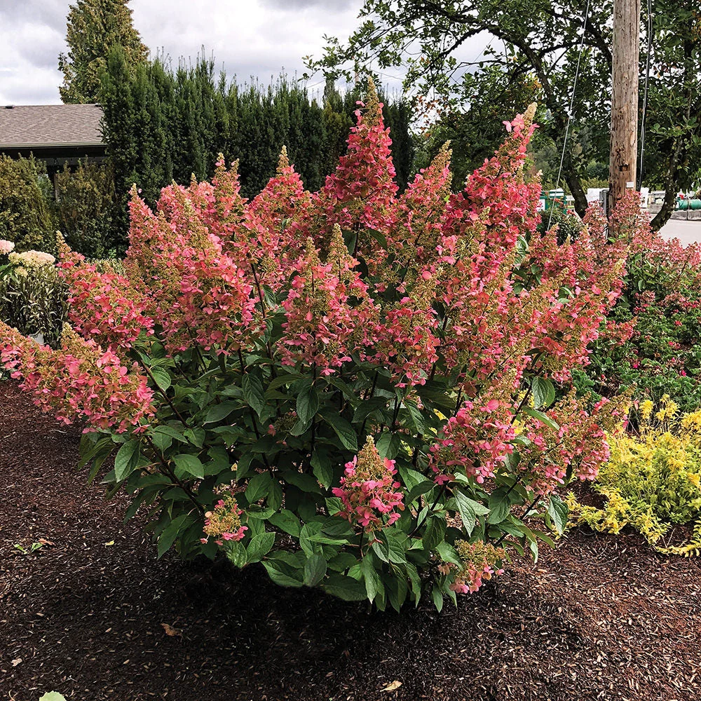 Candelabra™ Panicle Hydrangea - Image 3