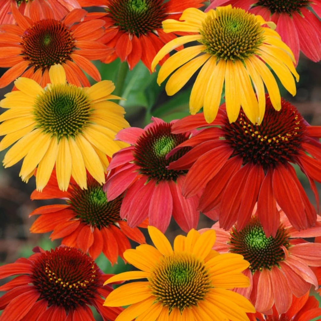 'Cheyenne Spirit' Coneflower - Image 3