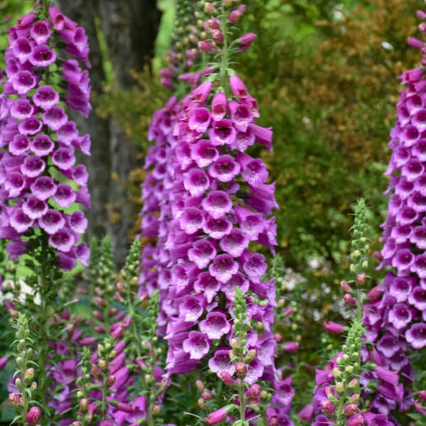 'Dalmatian Purple' Foxglove - Image 2
