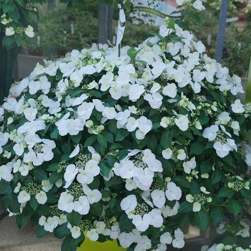 Fairytrail Bride® Cascade Hydrangea® - Image 4