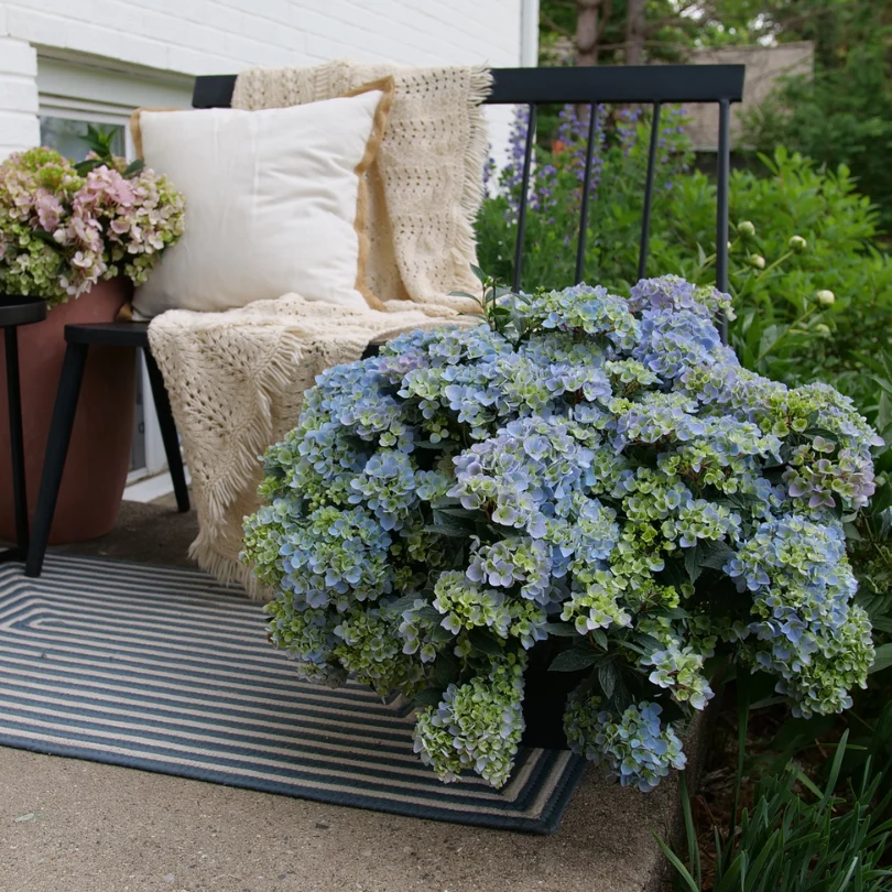 Fairytrail Fresco™ Cascade Hydrangea - Image 3