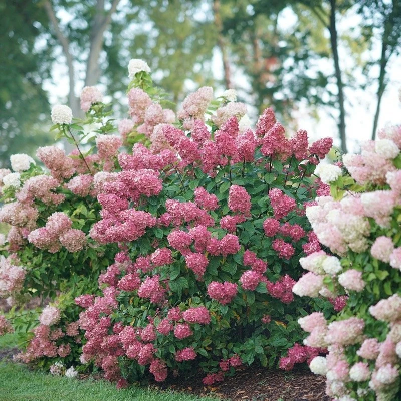 Fire Light® Panicle Hydrangea - Image 2