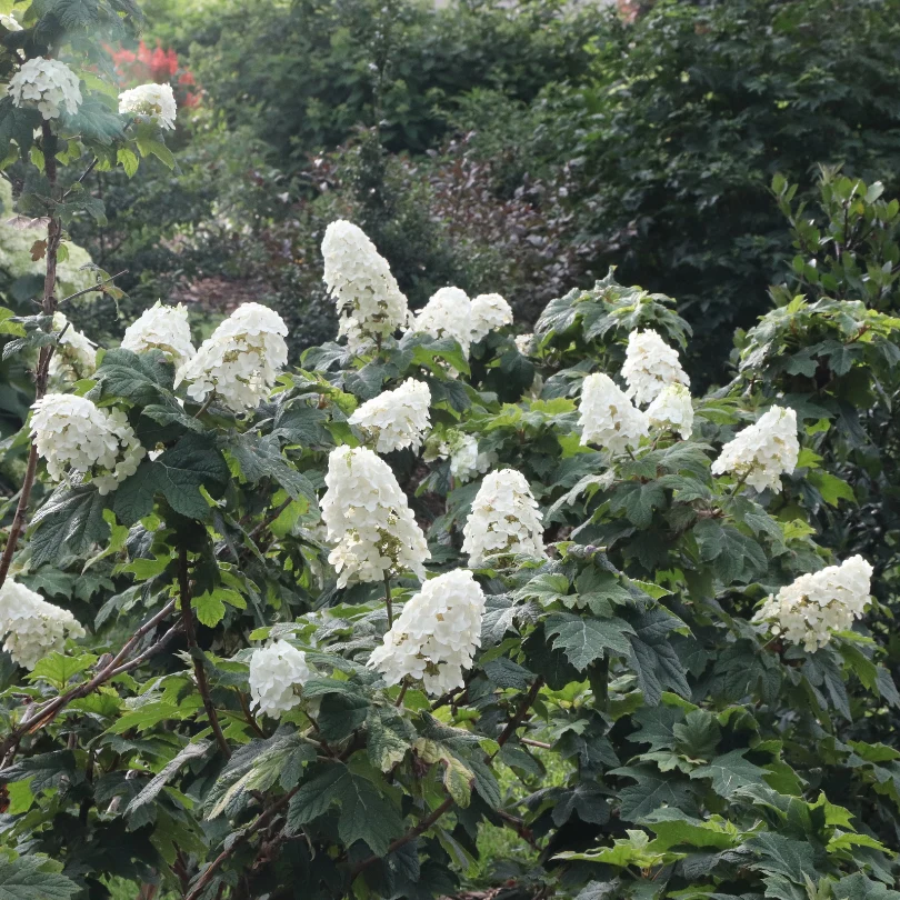 Gatsby Glow Ball™ Oakleaf Hydrangea - Image 3