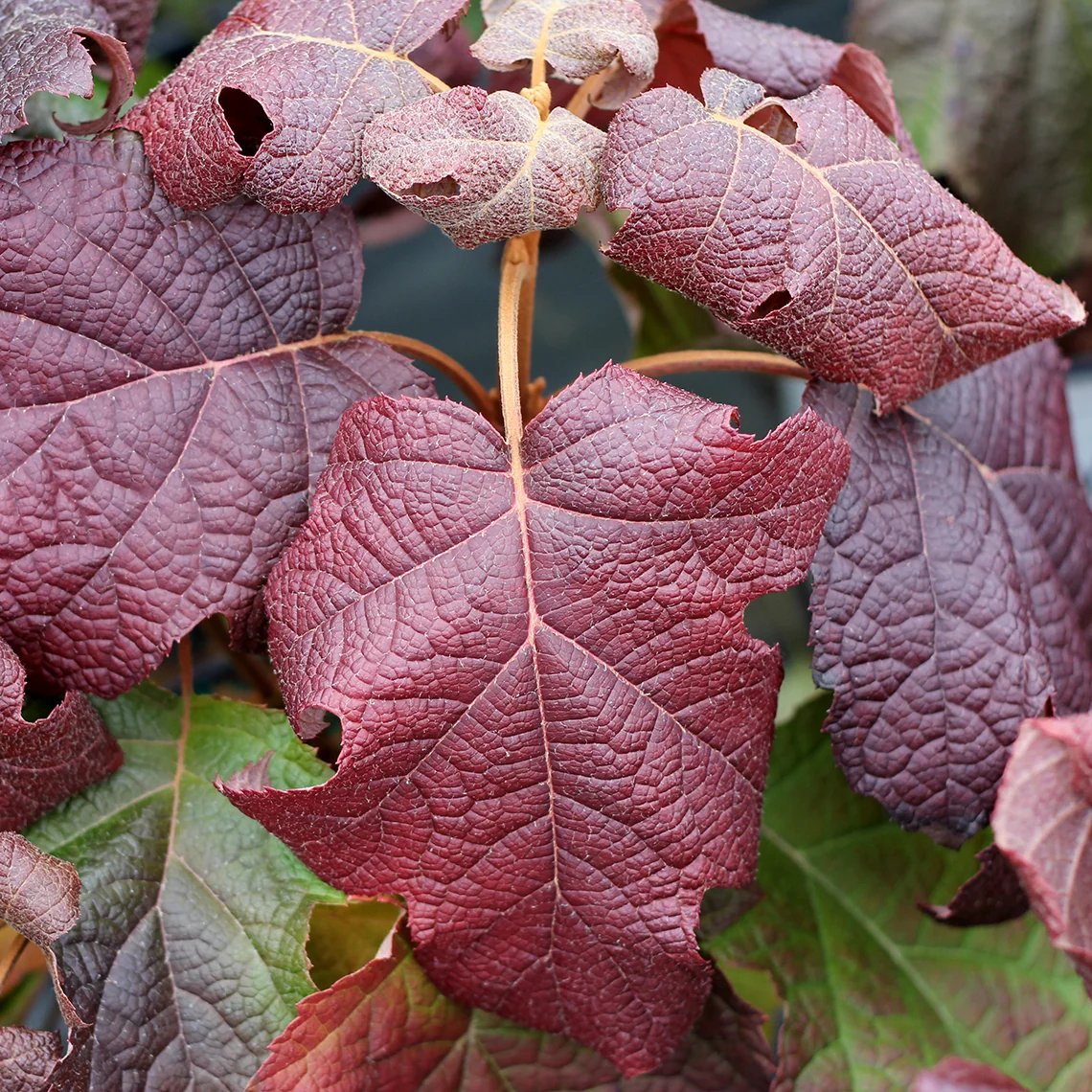 Gatsby Moon® Oakleaf Hydrangea - Image 3
