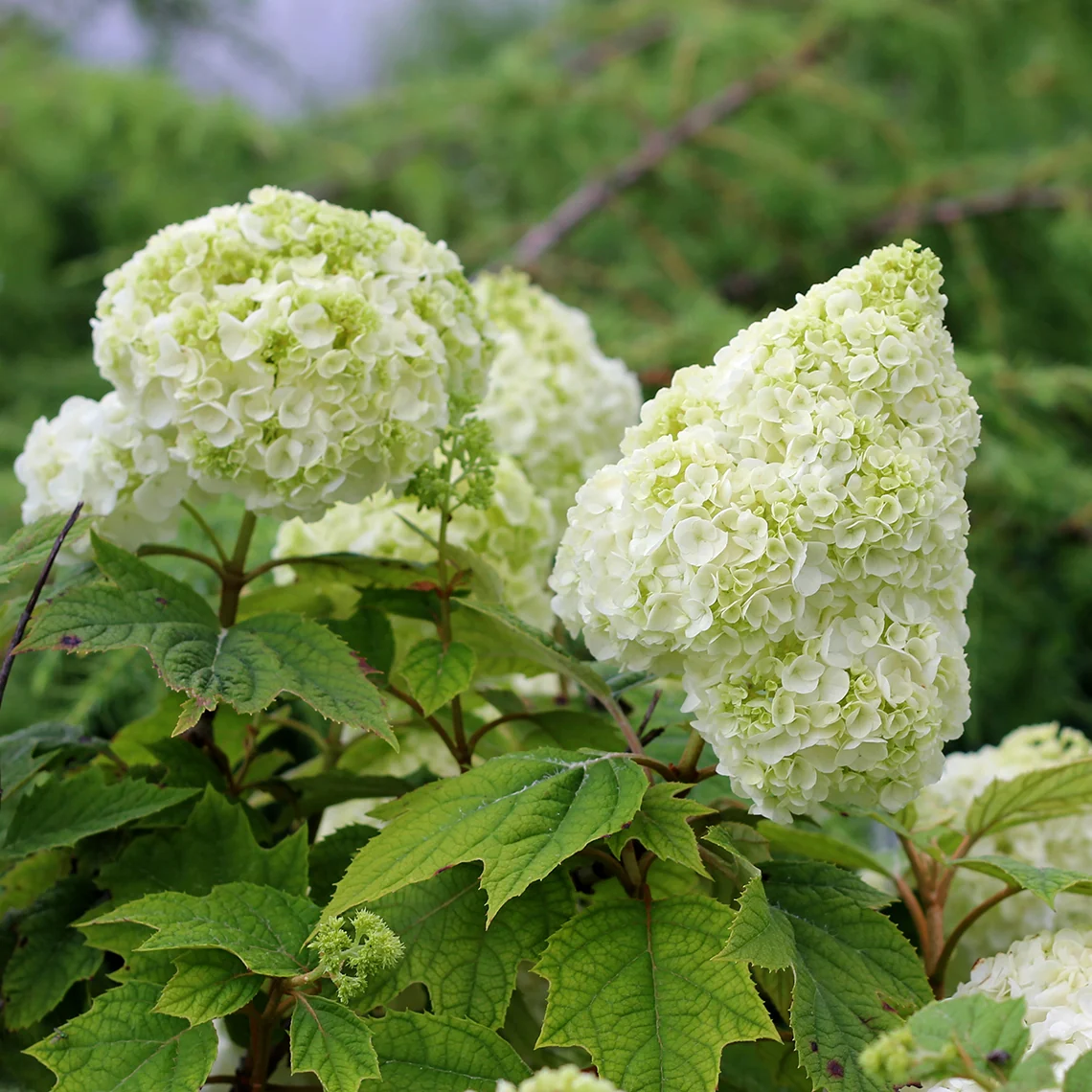 Gatsby Moon® Oakleaf Hydrangea - Image 5