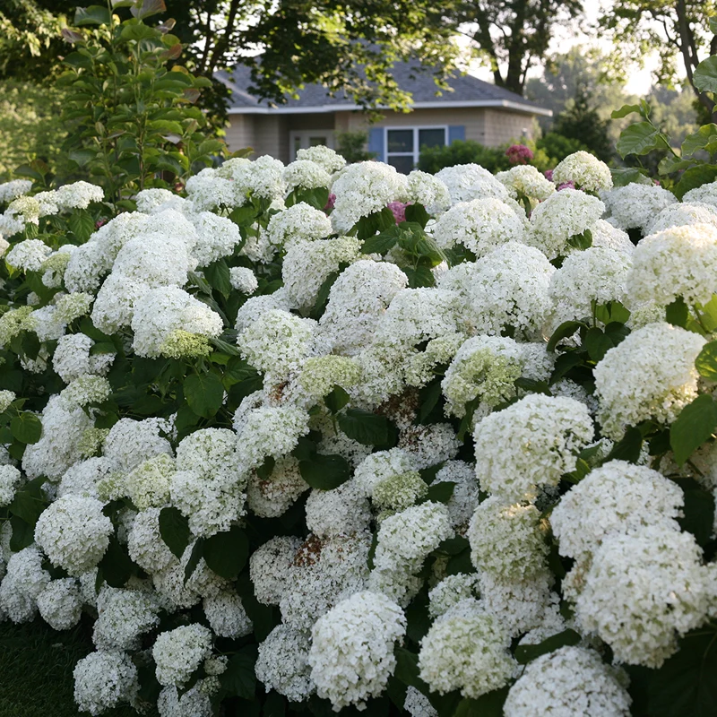 Incrediball® Smooth Hydrangea - Image 7