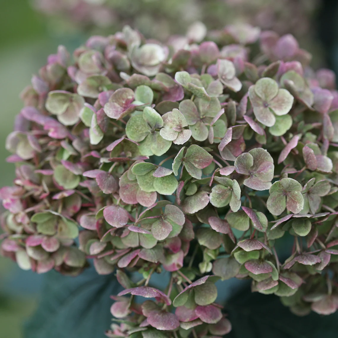 Invincibelle Mini Mauvette® Smooth Hydrangea - Image 6