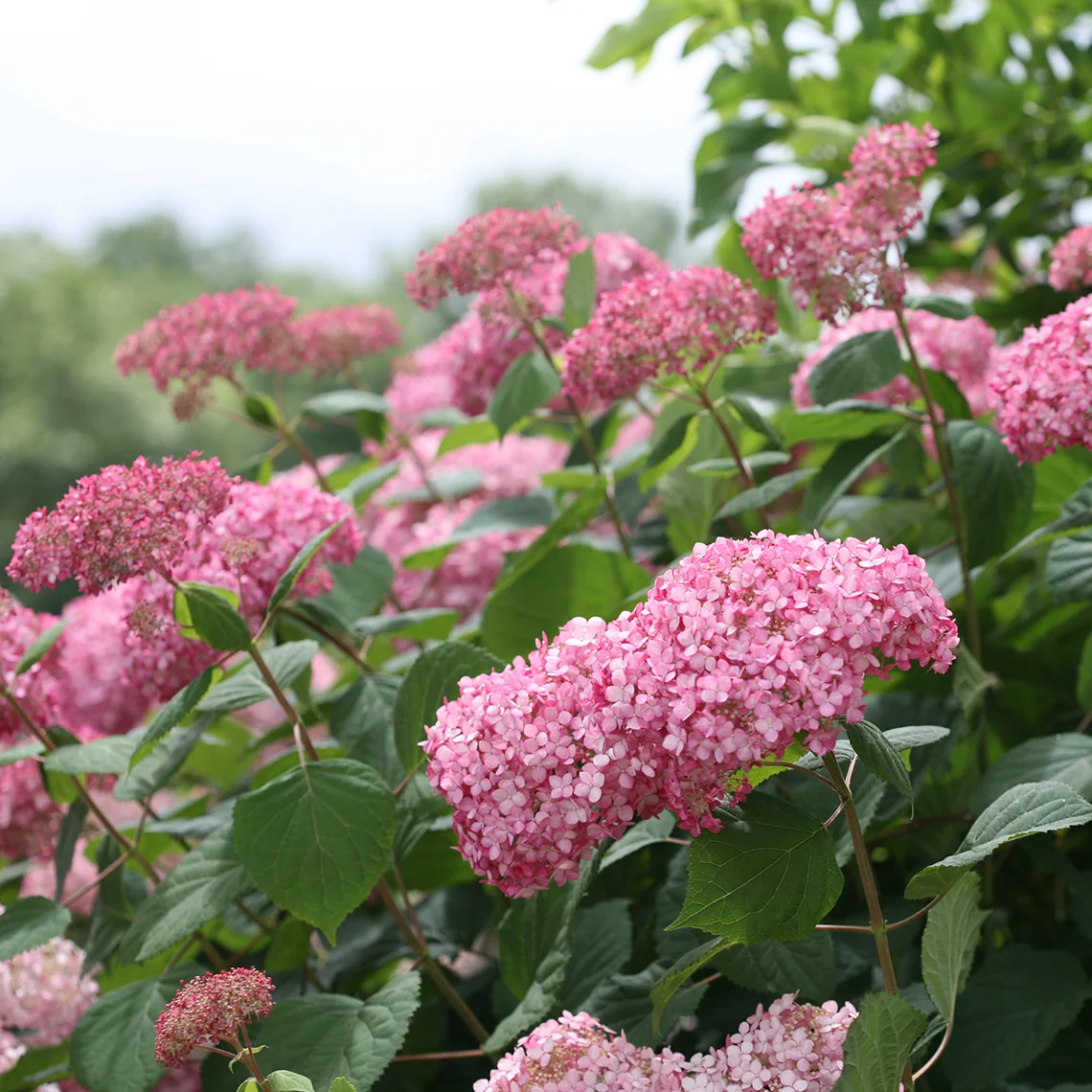 Invincibelle Spirit® II Smooth Hydrangea - Image 4