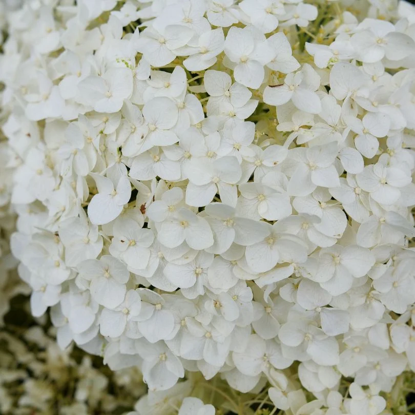 Invincibelle Wee White 2.0 Smooth Hydrangea - Image 2