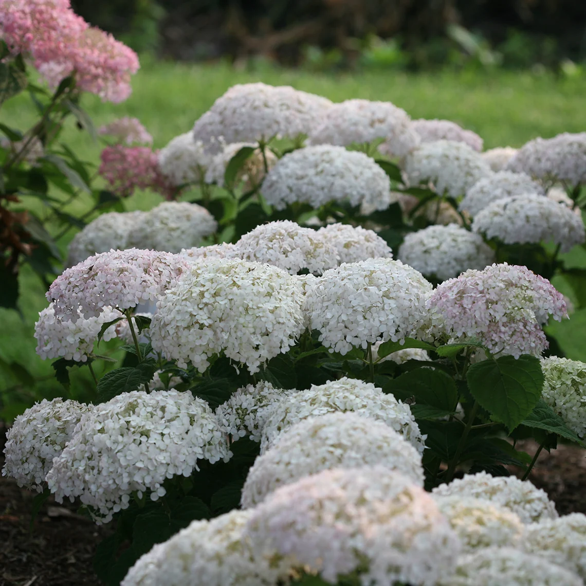 Invincibelle Wee White® Smooth Hydrangea - Image 2