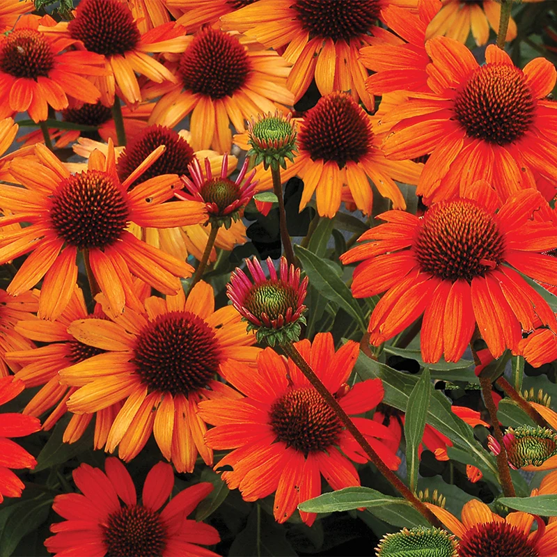 Kismet® Intense Orange Coneflower - Image 3