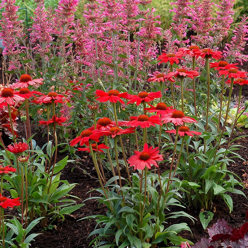 Kismet® Red Coneflower - Image 3