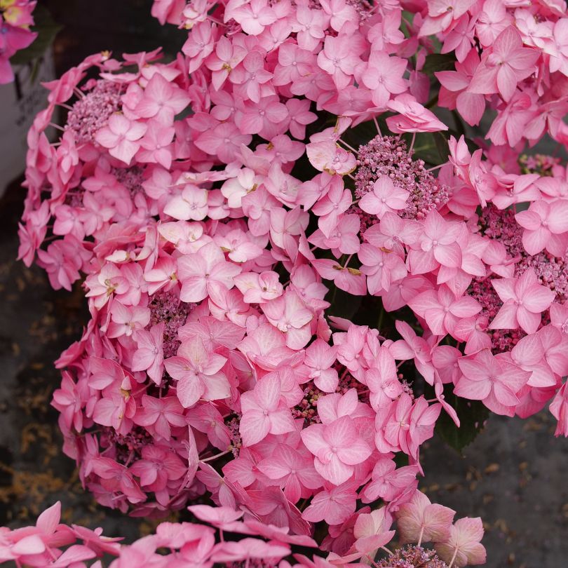Let’s Dance Hot Stepper™ Bigleaf Hydrangea - Image 4