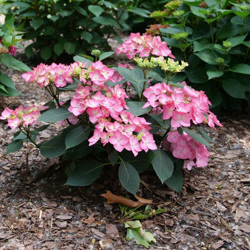 Let’s Dance Hot Stepper™ Bigleaf Hydrangea - Image 5