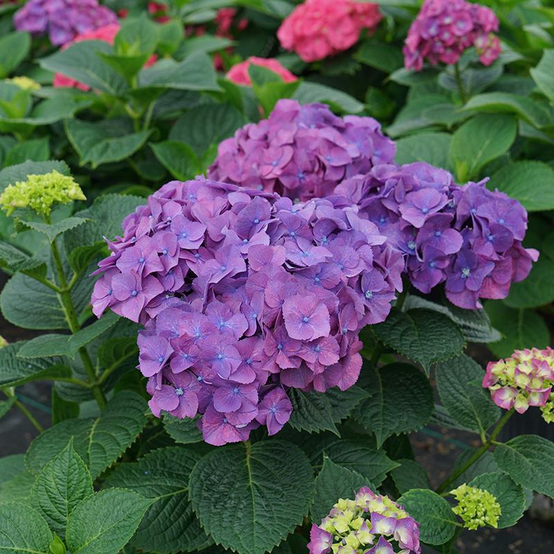 Let's Dance Big Band™ Bigleaf Hydrangea - Image 4