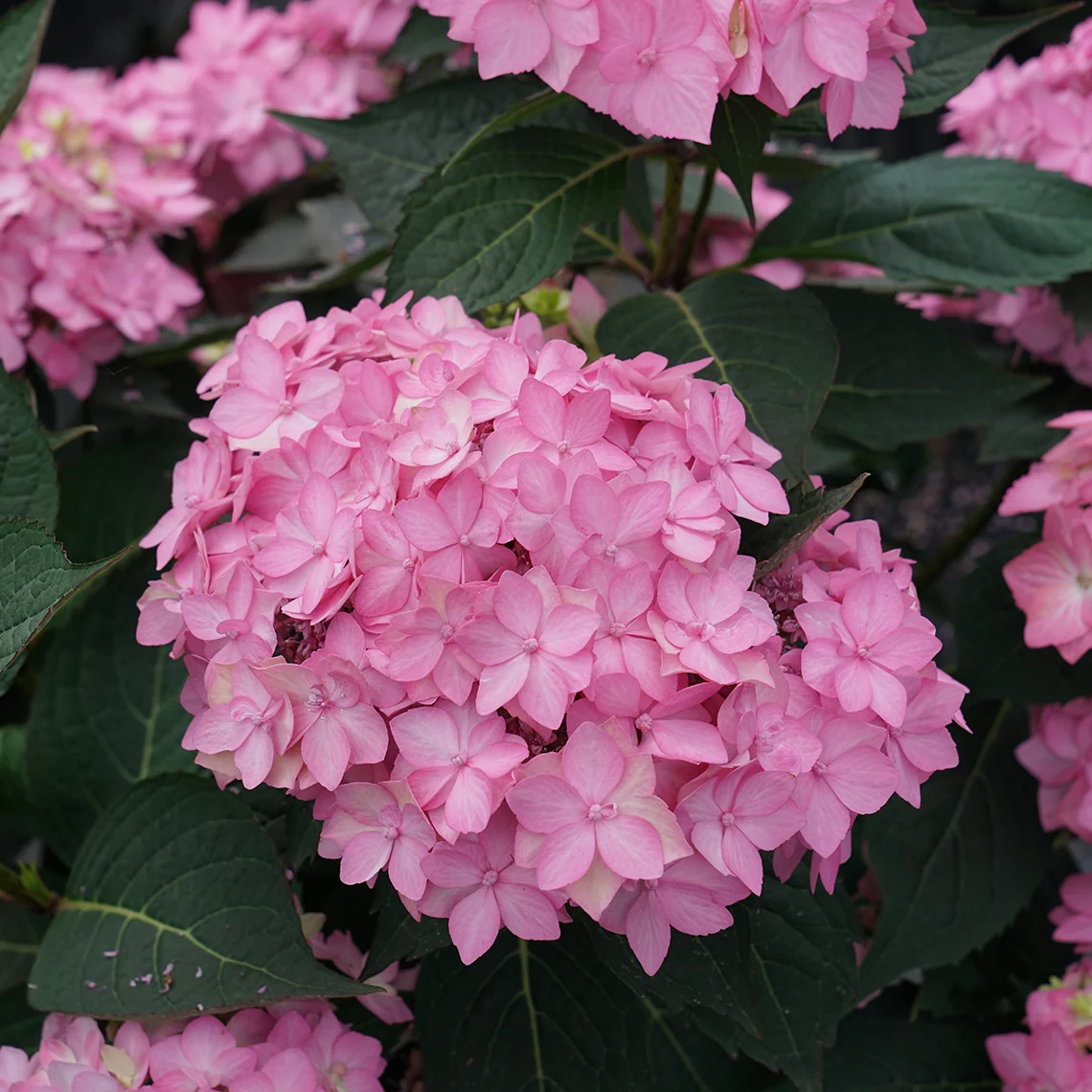 Let's Dance Can Do!® Bigleaf Hydrangea - Image 9