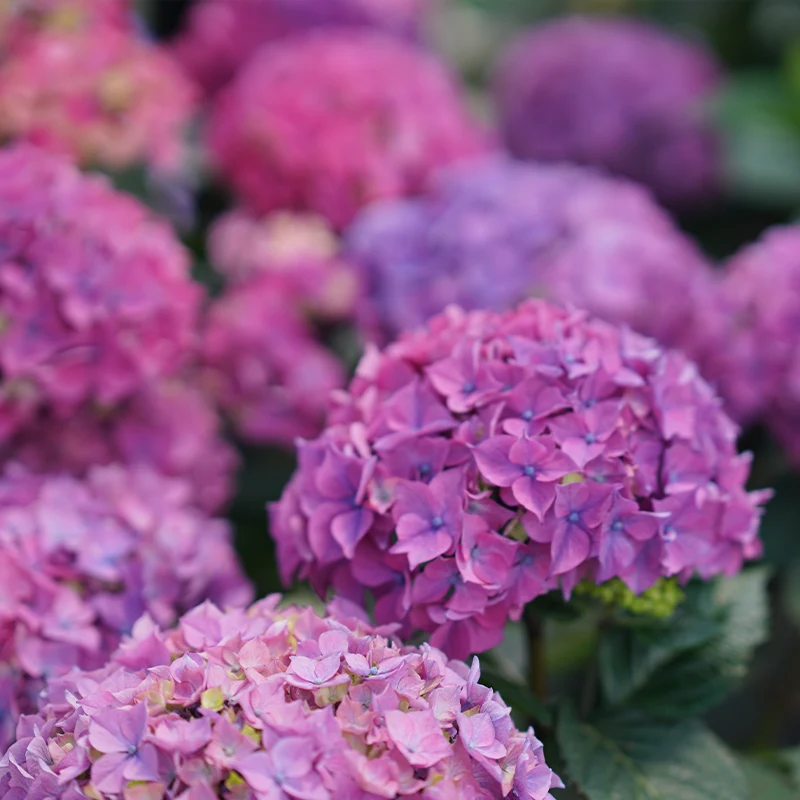 Let's Dance Lovable® Bigleaf Hydrangea - Image 3
