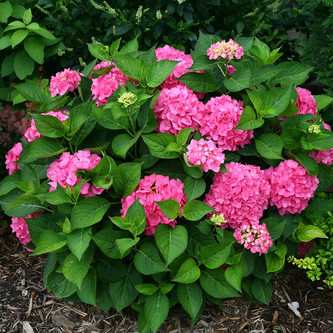 Let's Dance® Rave® Bigleaf Hydrangea - DISCONTINUED - Image 3