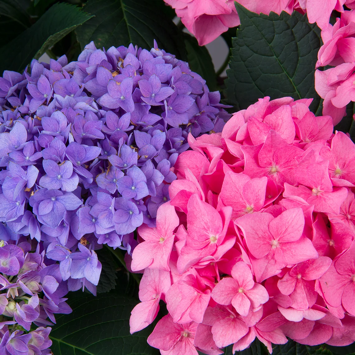Let's Dance® Rhythmic Blue® Bigleaf Hydrangea - Image 3