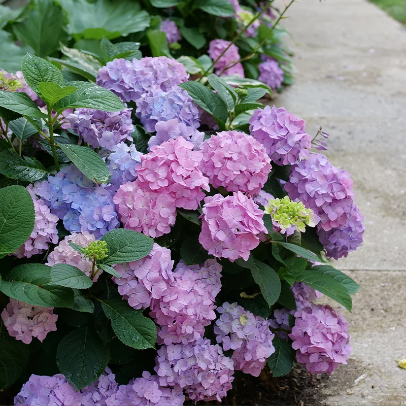Let's Dance Sky View® Bigleaf Hydrangea - Image 3