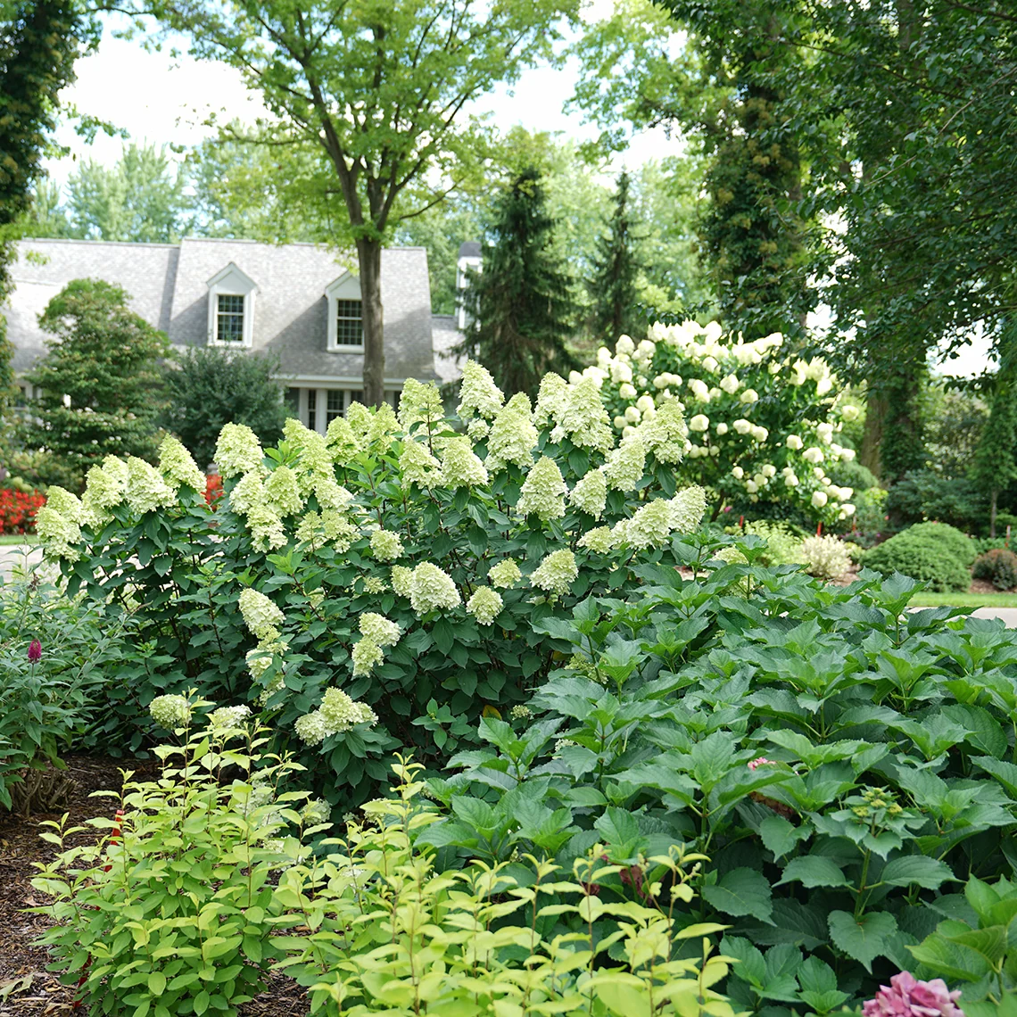 Limelight Prime® Panicle Hydrangea - Image 6