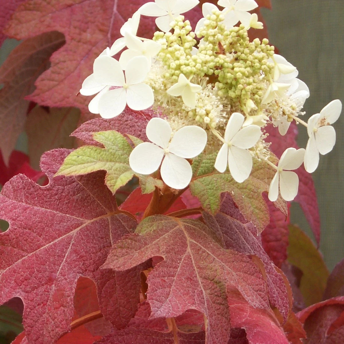 'Little Honey' Oakleaf Hydrangea - DISCONTINUED - Image 3