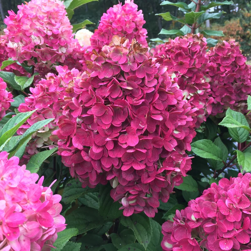 Little Lime Punch® Panicle Hydrangea - Image 5