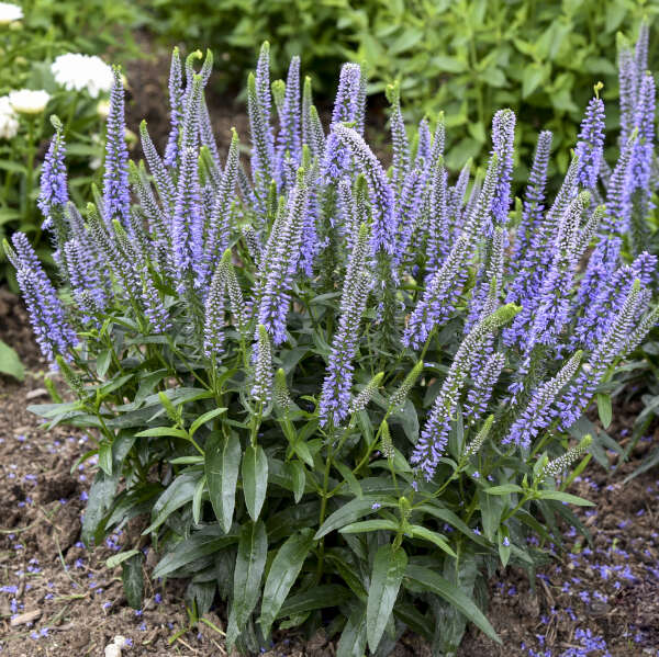 Magic Show® 'Ever After' Spike Speedwell - Image 3