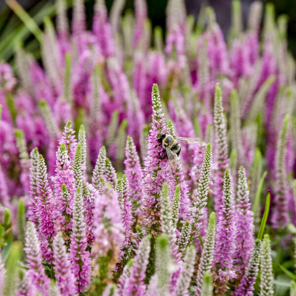 Magic Show® 'Pink Potion' Spike Speedwell - Image 3