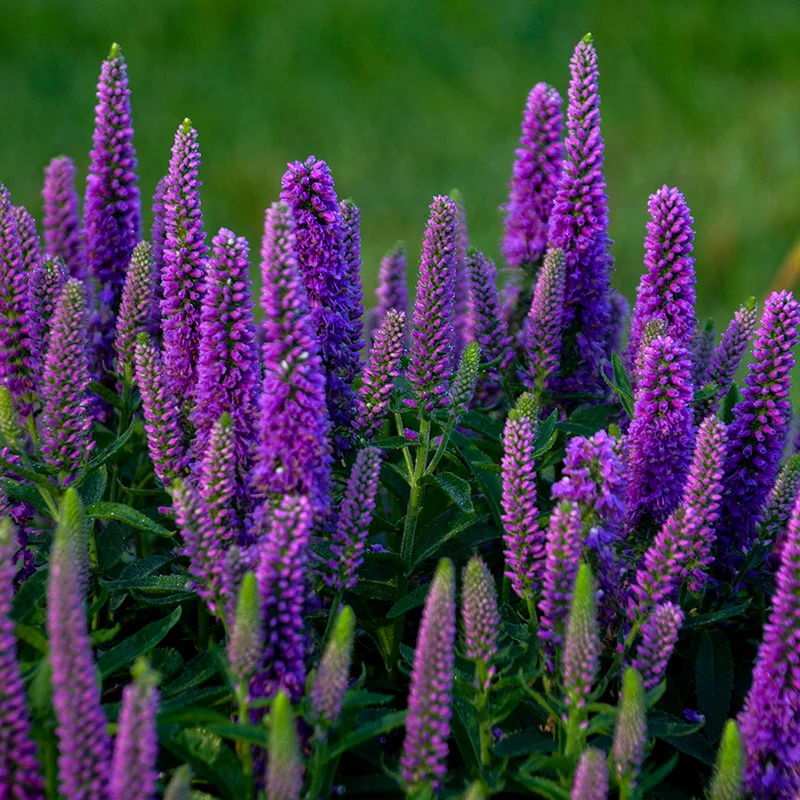 Magic Show® 'Purple Illusion' Spike Speedwell - Image 3