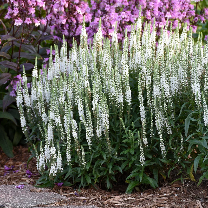 Magic Show® 'White Wands' Spike Speedwell - Image 3