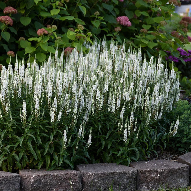 Magic Show® 'White Wands' Spike Speedwell - Image 4