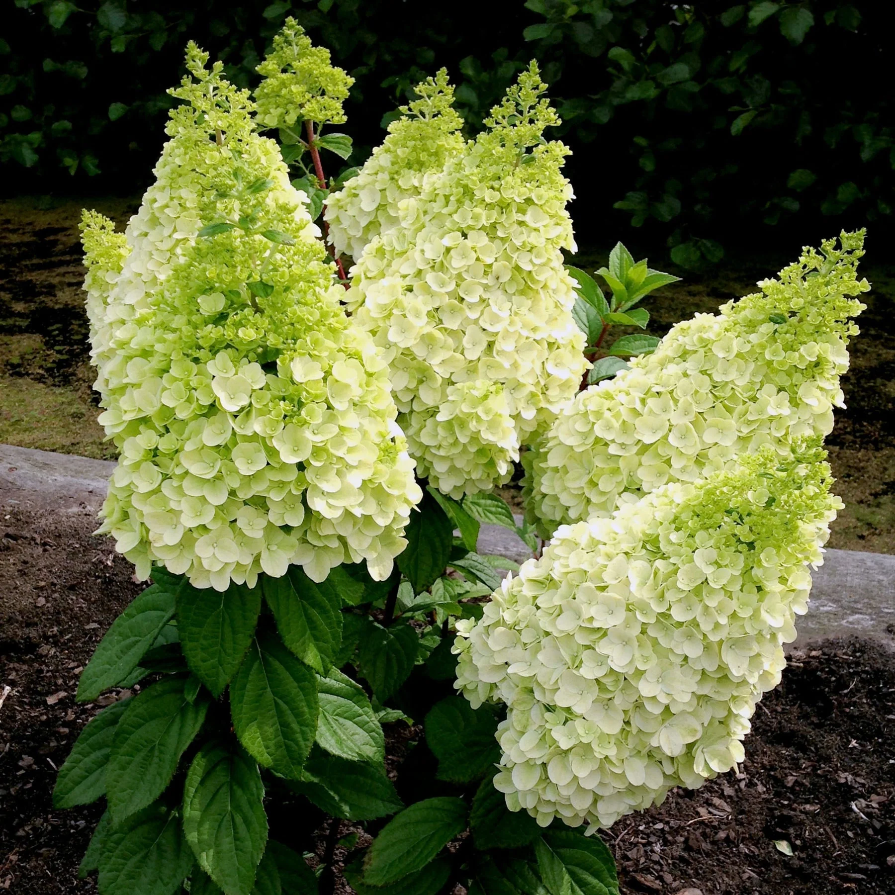Moonrock™ Panicle Hydrangea - Image 2