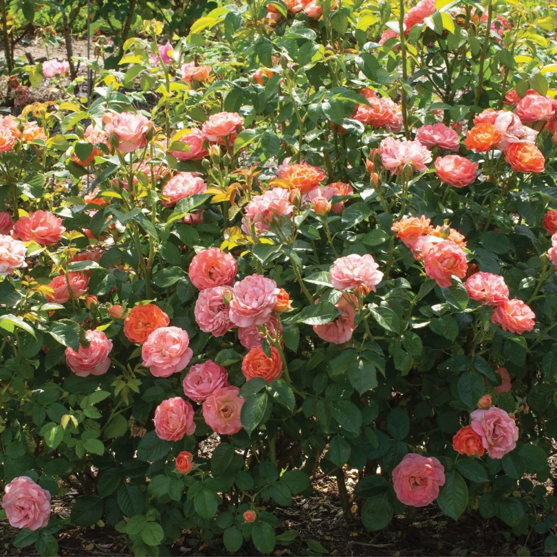 Orange Glow™ Knock Out® Rose - Image 2