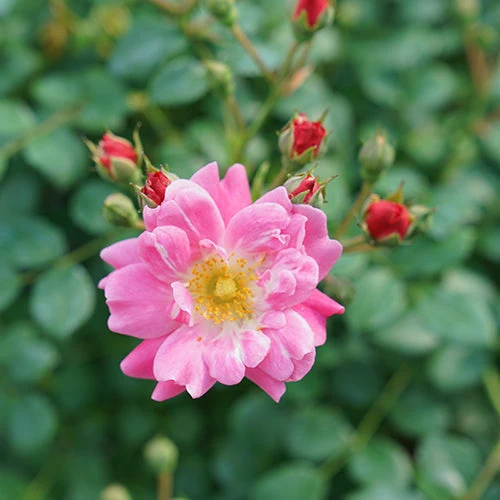Oso Easy® Double Pink Rose