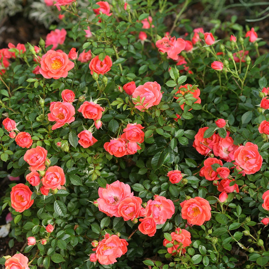 Oso Easy® Mango Salsa Rose - Image 3
