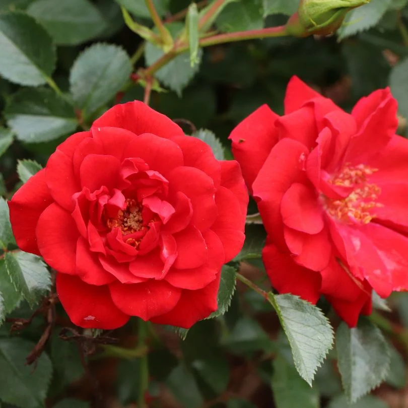 Oso Easy® Pathfinder™ Red Rose