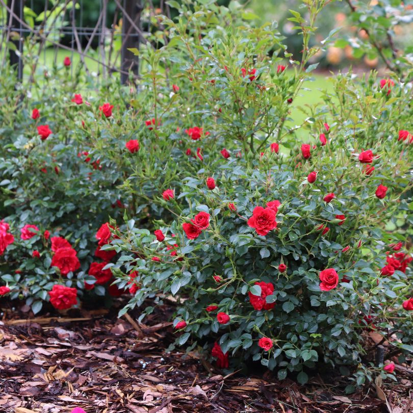 Oso Easy® Pathfinder™ Red Rose - Image 2