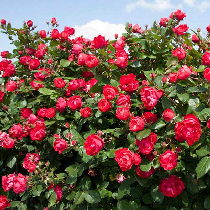 Oso Easy Double Red® Rose - Image 3