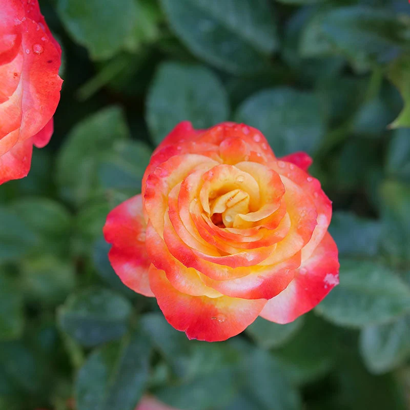 Oso Easy En Fuego™ Rose - Image 2