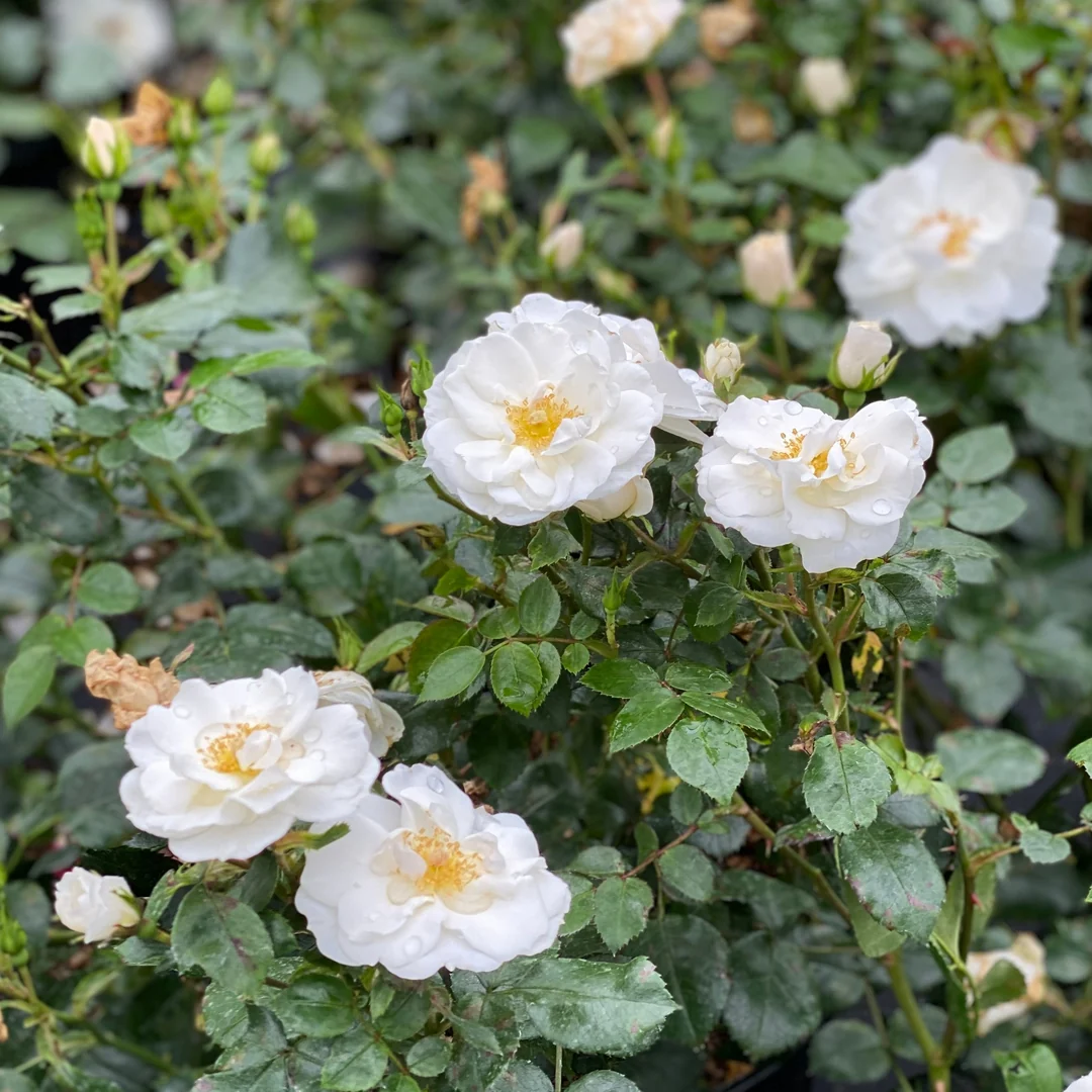 Oso Easy Ice Bay™ Rose - Image 2