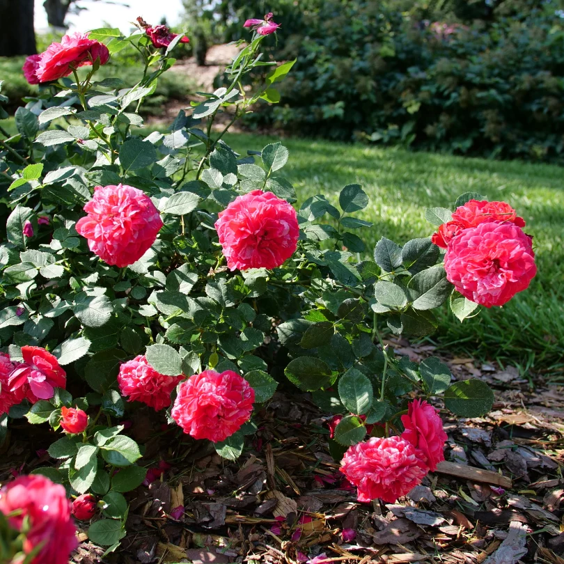 Oso Easy Red Stripe™ Rose - Image 3