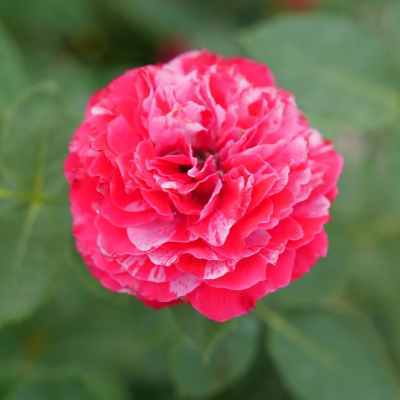 Oso Easy Red Stripe™ Rose - Image 4