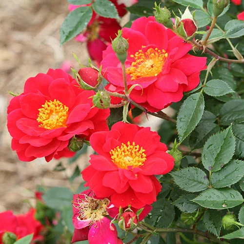 Oso Easy Urban Legend® Rose - Image 2