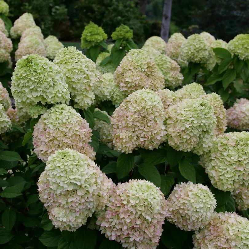 Powerball™ Panicle Hydrangea - Image 4