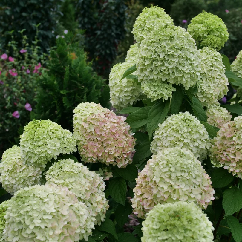 Powerball™ Panicle Hydrangea - Image 5