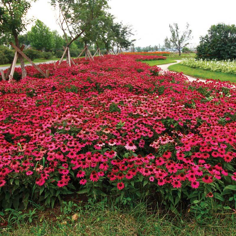PowWow® Wild Berry Coneflower - Image 4